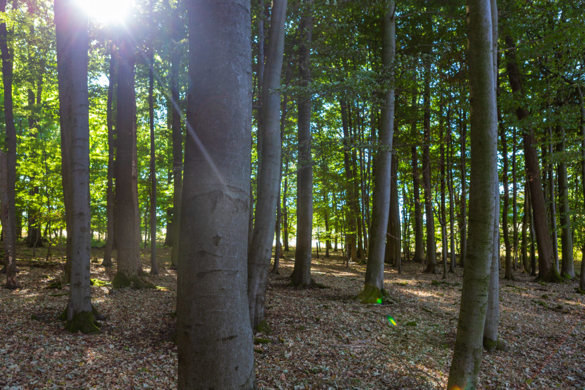 Steinkopf NATUR.WALD.WANDEL NATUR.WALD.WANDEL